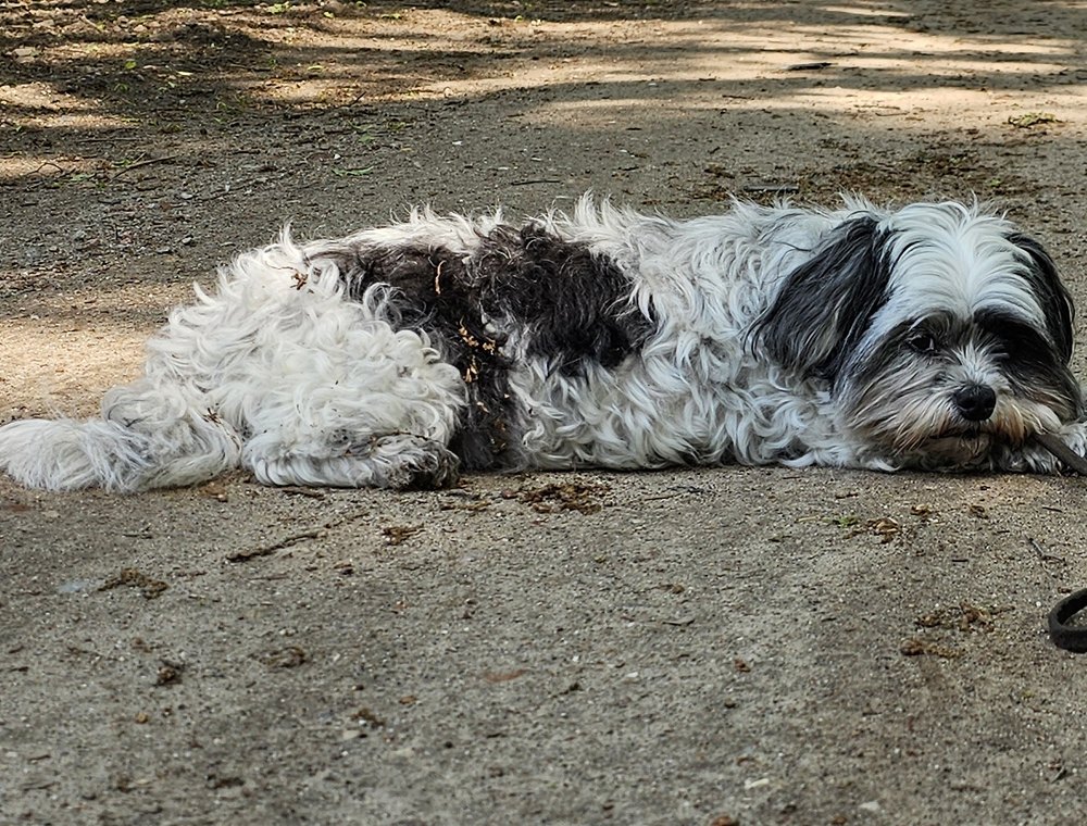Rustende hond op een boswandeling