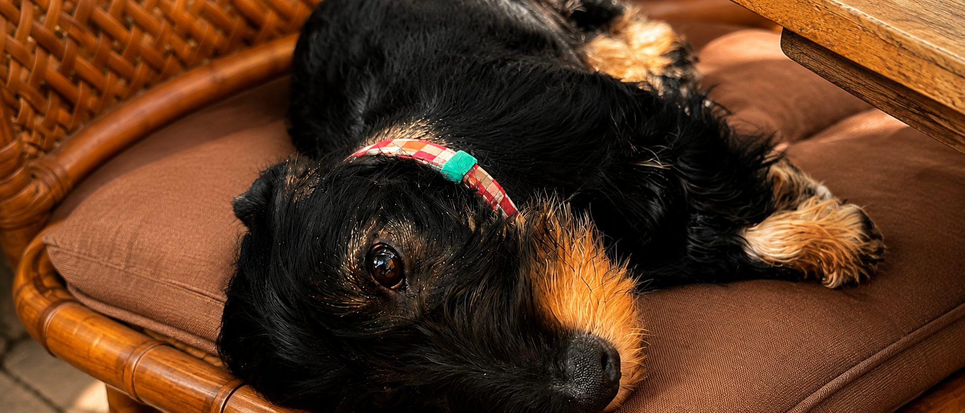 Puppy zindelijk maken: stappenplan dat écht werkt