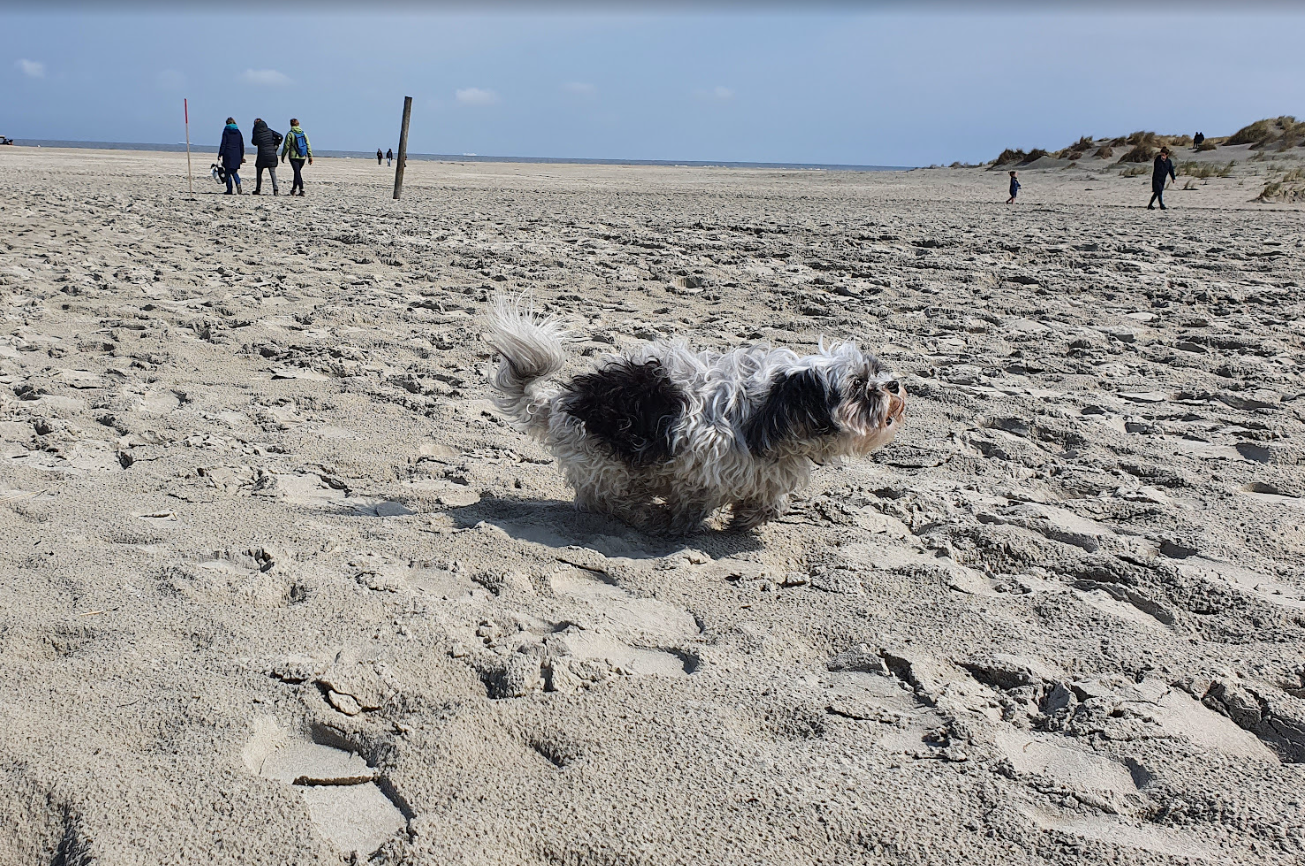 De 10 leukste hondvriendelijke stranden van Nederland