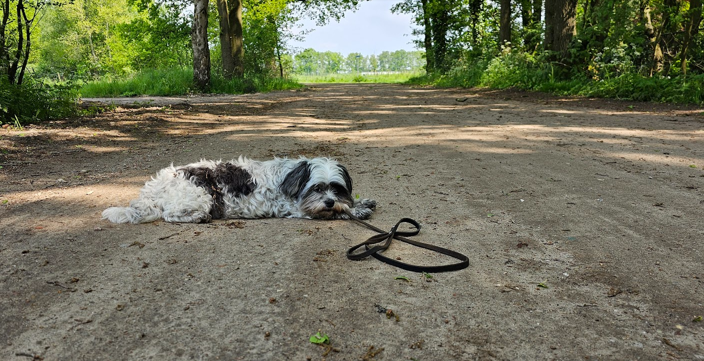 Met de hond op vakantie in Nederland: tips voor een ontspannen reis